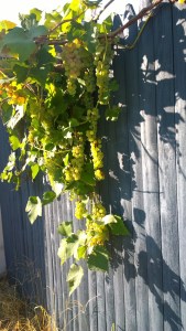 081915-neighborhood-grapes