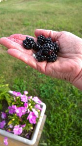 082215-blackberries