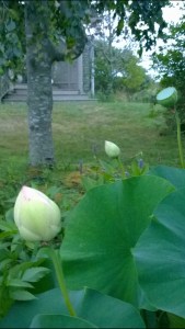 082215-lotus-bud