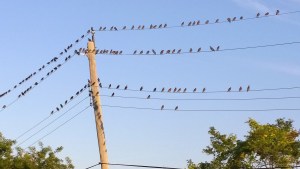 082915-written-in-the-birds