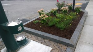 091215-fountain-gets-flowerss