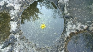 082015-flower-in-Greenway-for-DS