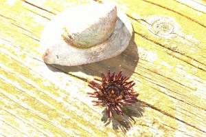 101015-urchin-and-slipper-shell