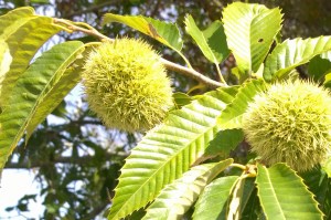 101115-chestnut-New-Shoreham