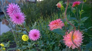 101715-dahlias
