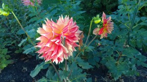 101715-special-dahlias
