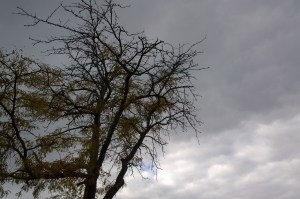 101815-fir-spooky-sky