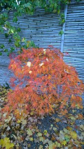 110115-lovely-orange Japanese-maple