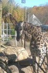 110815-giraffes-at-Roger-Wms-Zoo