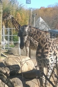 110815-giraffes-at-Roger-Wms-Zoo
