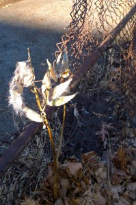 111515-milkweed-sun-and-shadow