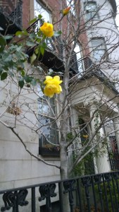 111915-rose-on-Beacon-Hill