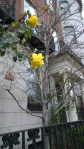 111915-rose-on-Beacon-Hill