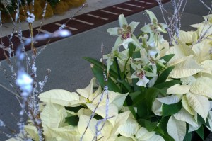 120315-lobby-flowers