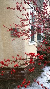 011616-raindrops-on-holly