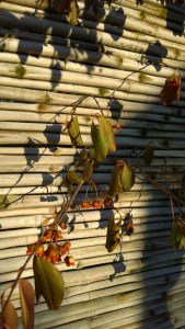 011716-shadow-berries