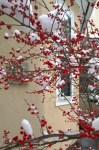 011816-snow-on-hollu