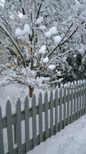 020516-dogwood-and-fence-in-snow