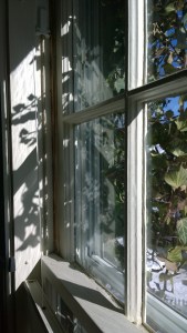 021316-ivy-shadows