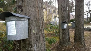 022116-maple-syruping