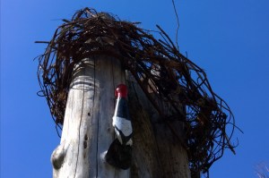 031216-carved-woodpecker-arlington