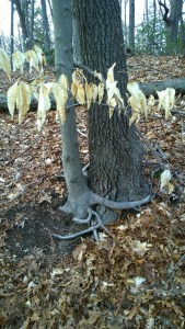 031616-treehugger-tree