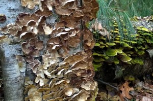 031816-fungus-on-stumps