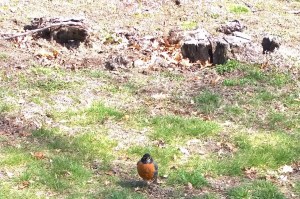 032716-robin-Blackstone-Blvd