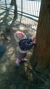 032716-squirrel-went-up-tree