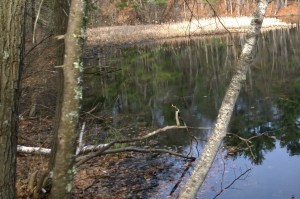 033116-pond-in-town-forest