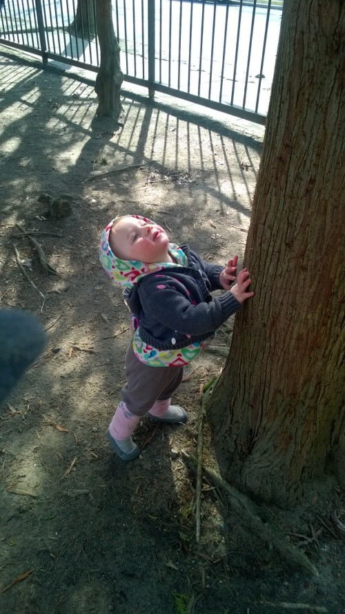 032716-squirrel-went-up-tree