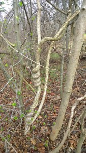 040116-Another-treehugging-tree