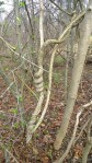 040116-Another-treehugging-tree