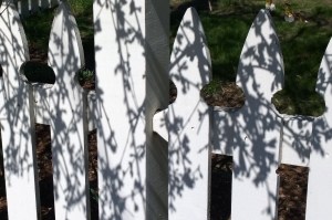 041016-weeping-cherry-shadows-on-fence