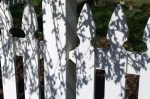 041016-weeping-cherry-shadows-on-fence