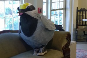 041516-warbler-in-sneakers