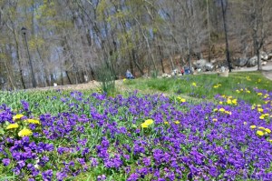 042416-violet-carpet-Lincoln-Mass