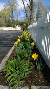 042316-daffodils-and-white-feince