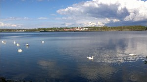050816-swans-in-river