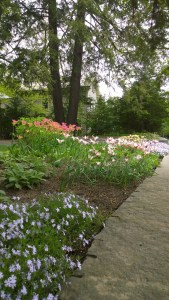 051316-catalog-worthy-tulips-Concord-MA