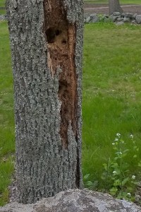 051316-someone-has-been-nibbling