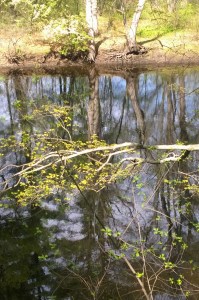 051416-leaves-over-concord-river