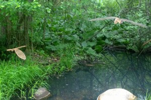 060316-dragonflies-town-forest-art