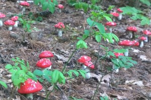 060316-toadstools-town-forest-art