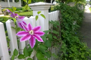 060416-clematis-Massachusetts