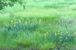 060416-yellow-iris-in-wetland
