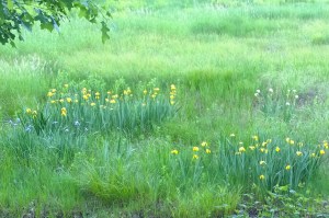 060416-yellow-iris-in-wetland