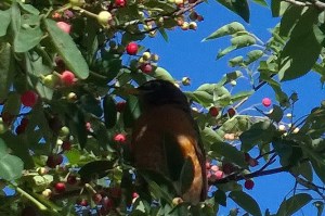 060816-robin-and-berries