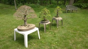 060916-Doug-Baker-bonsai