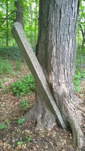 060916-roots-hold-me-close